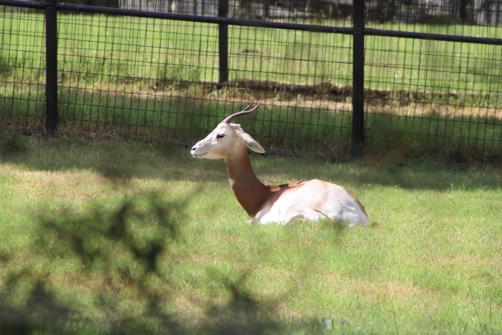 Addra Gazelle (N. d. ruficollis)