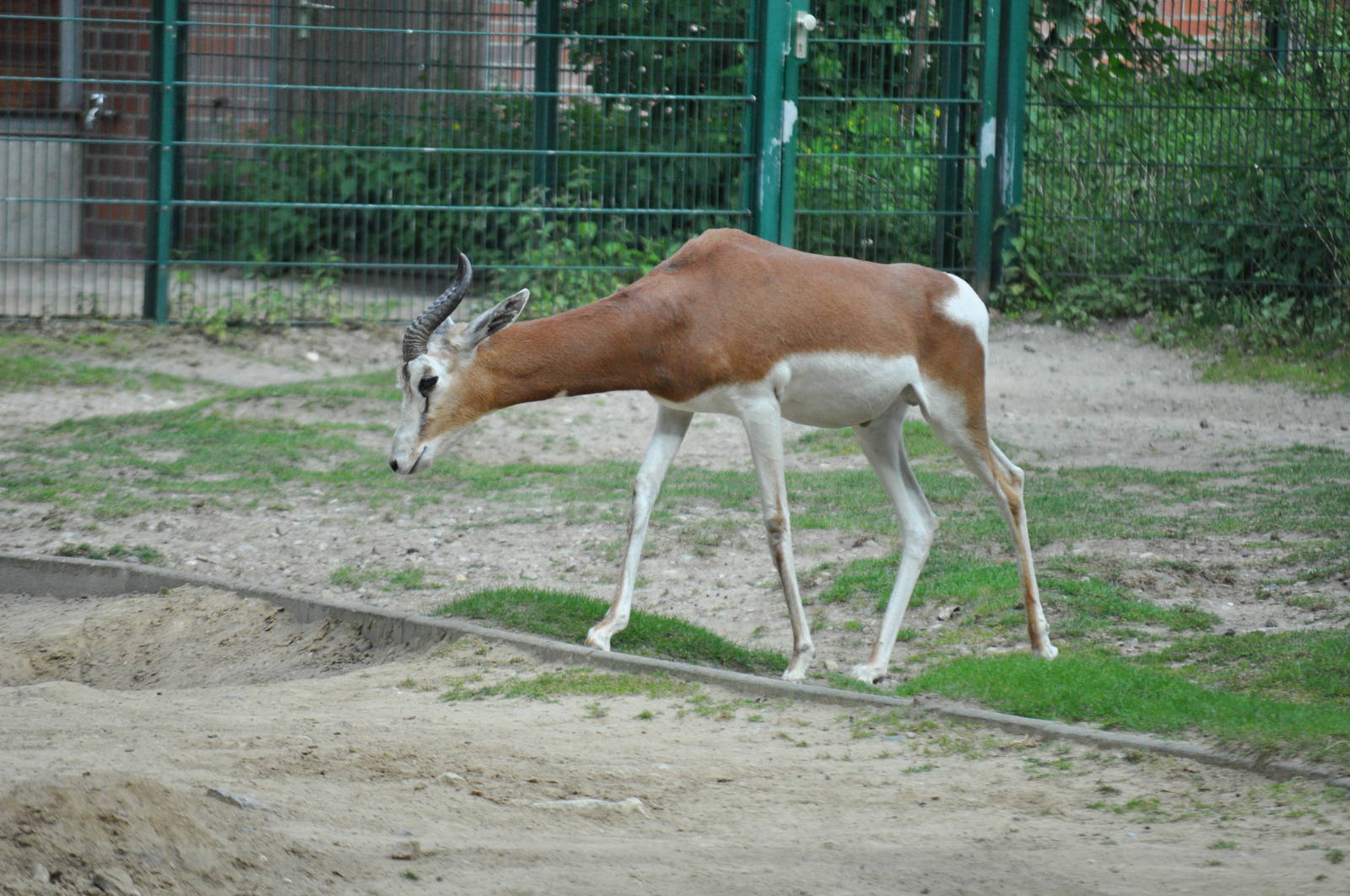 Addra gazelle (Nanger dama mhorr)