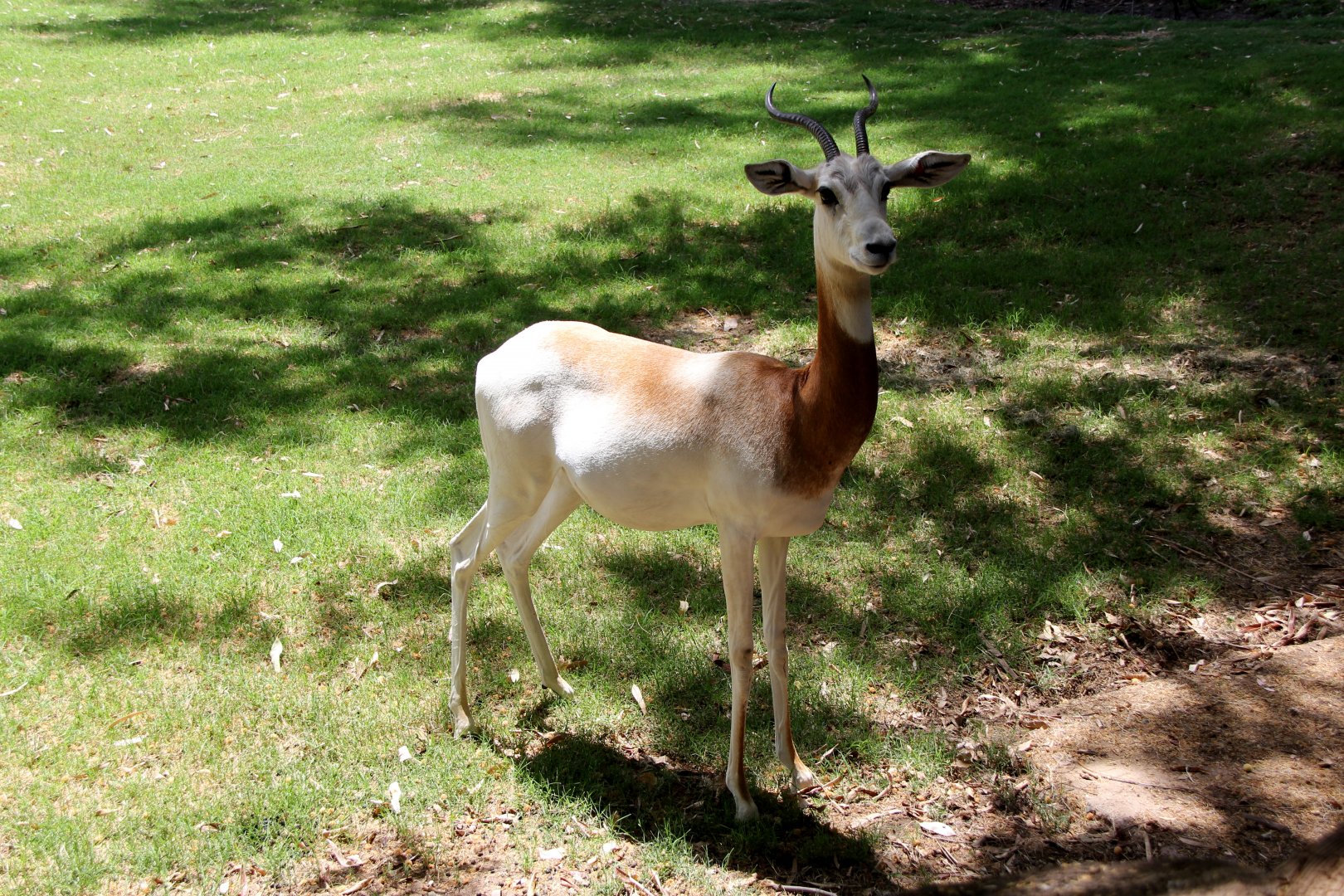 addra gazelle (Nanger dama ruficollis)