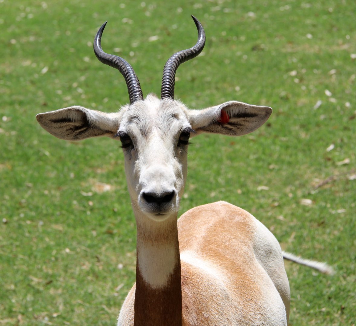addra gazelle (Nanger dama ruficollis)