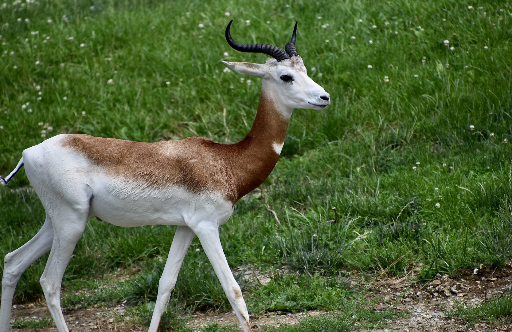 Addra Gazelle (Nanger dama ruficollis)