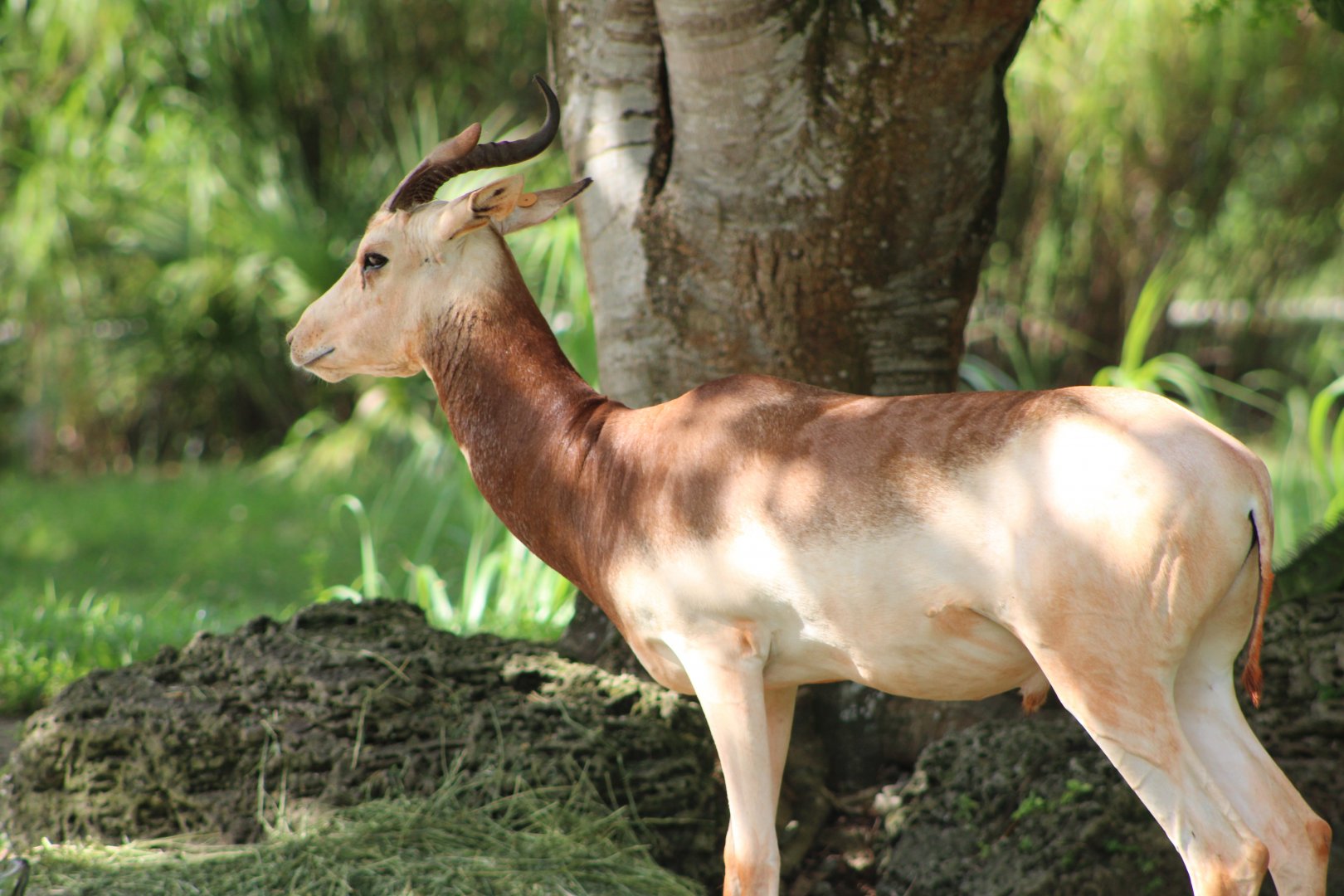 Addra Gazelle (Nanger dama ruficollis)