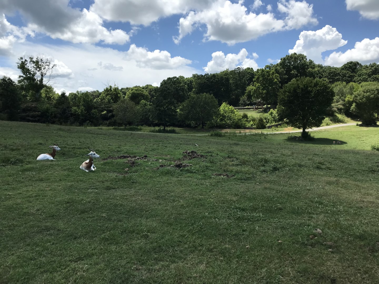 Addra Gazelle on Watani Grasslands
