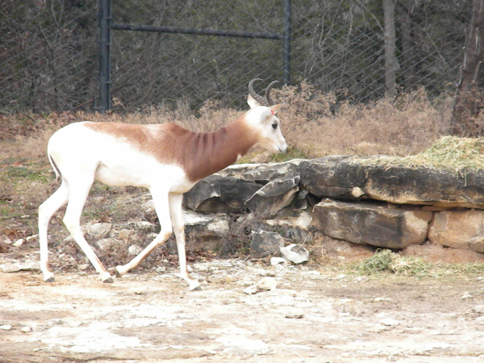Addra Gazelle