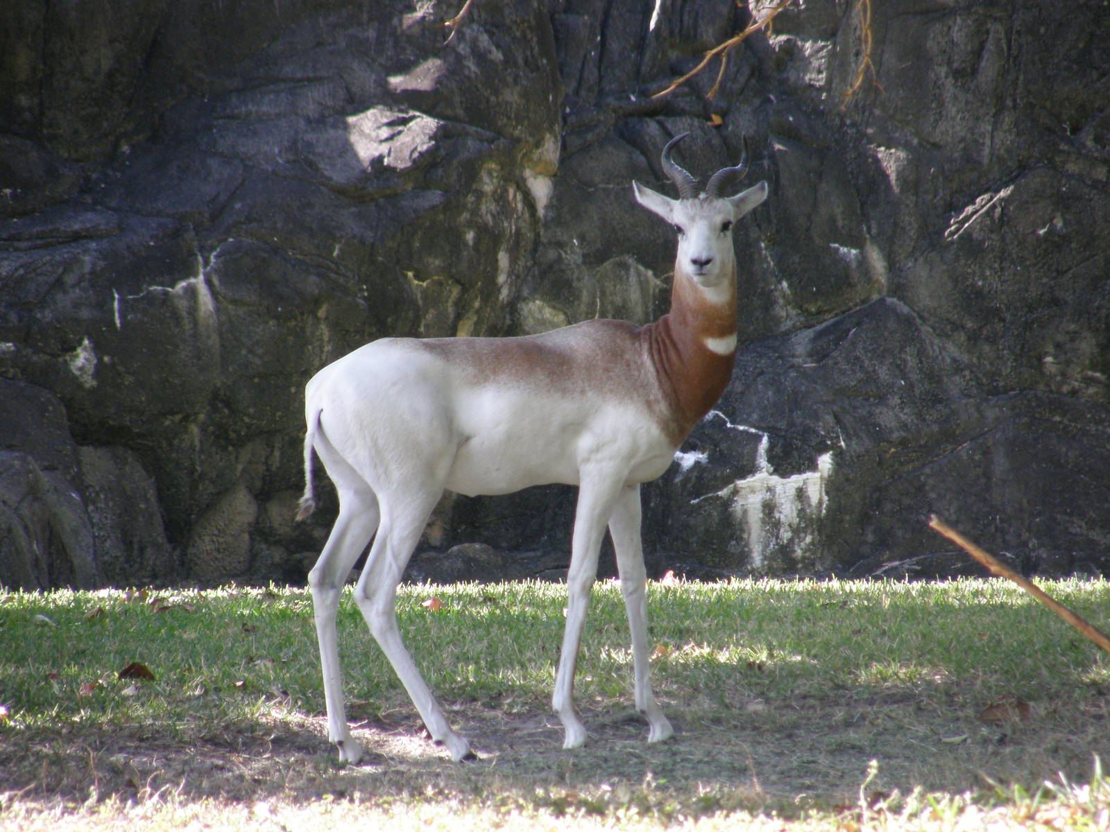 addra gazelle