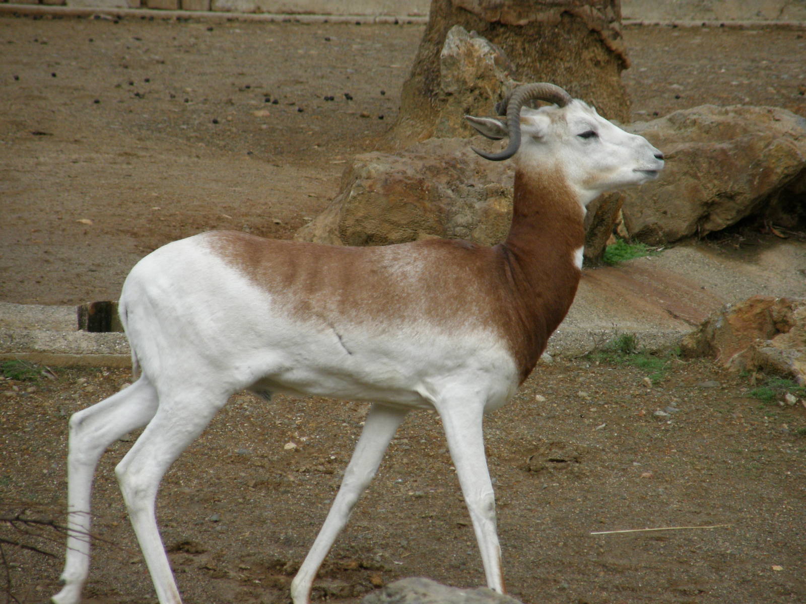 addra gazelle