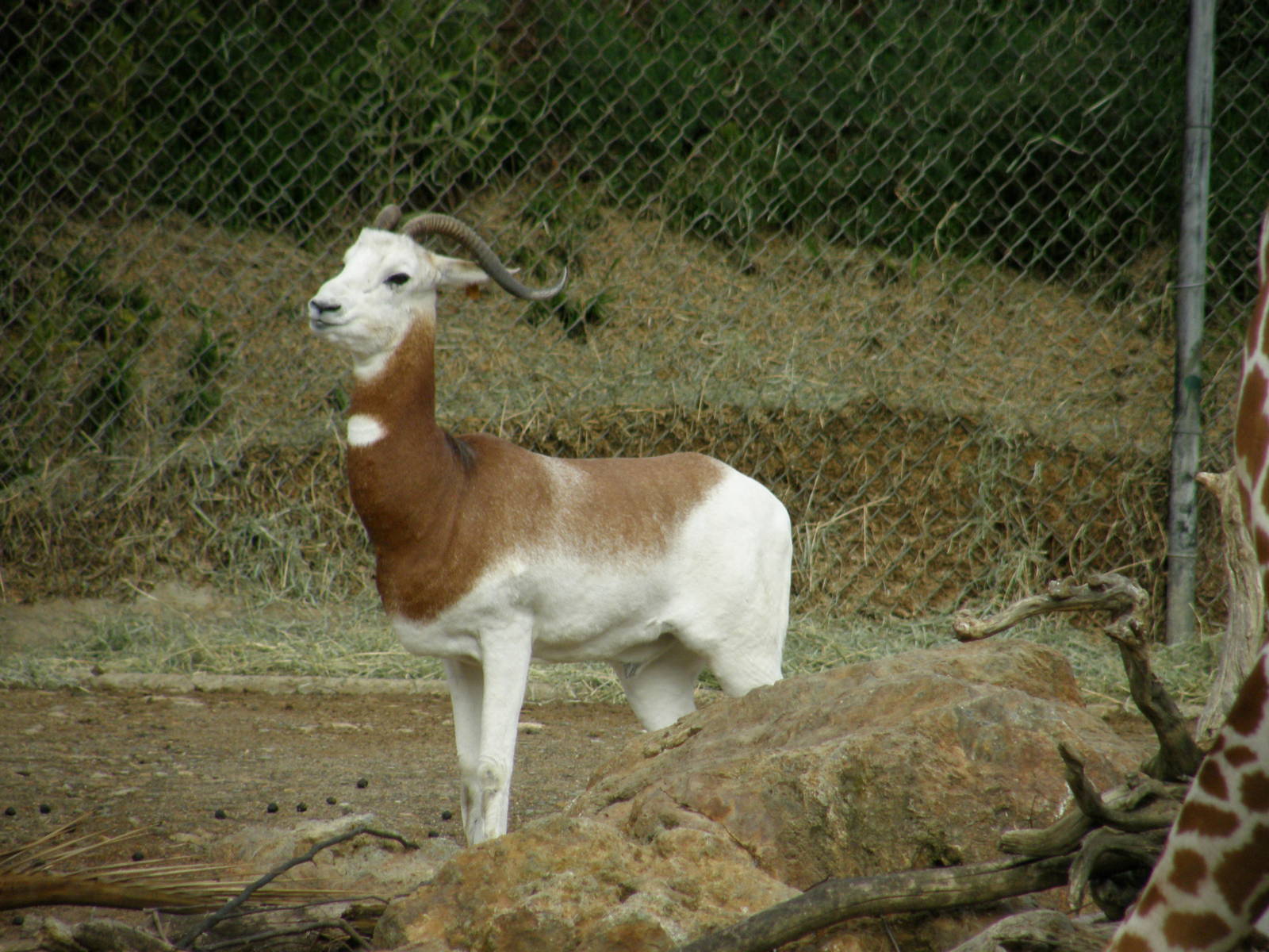 addra gazelle