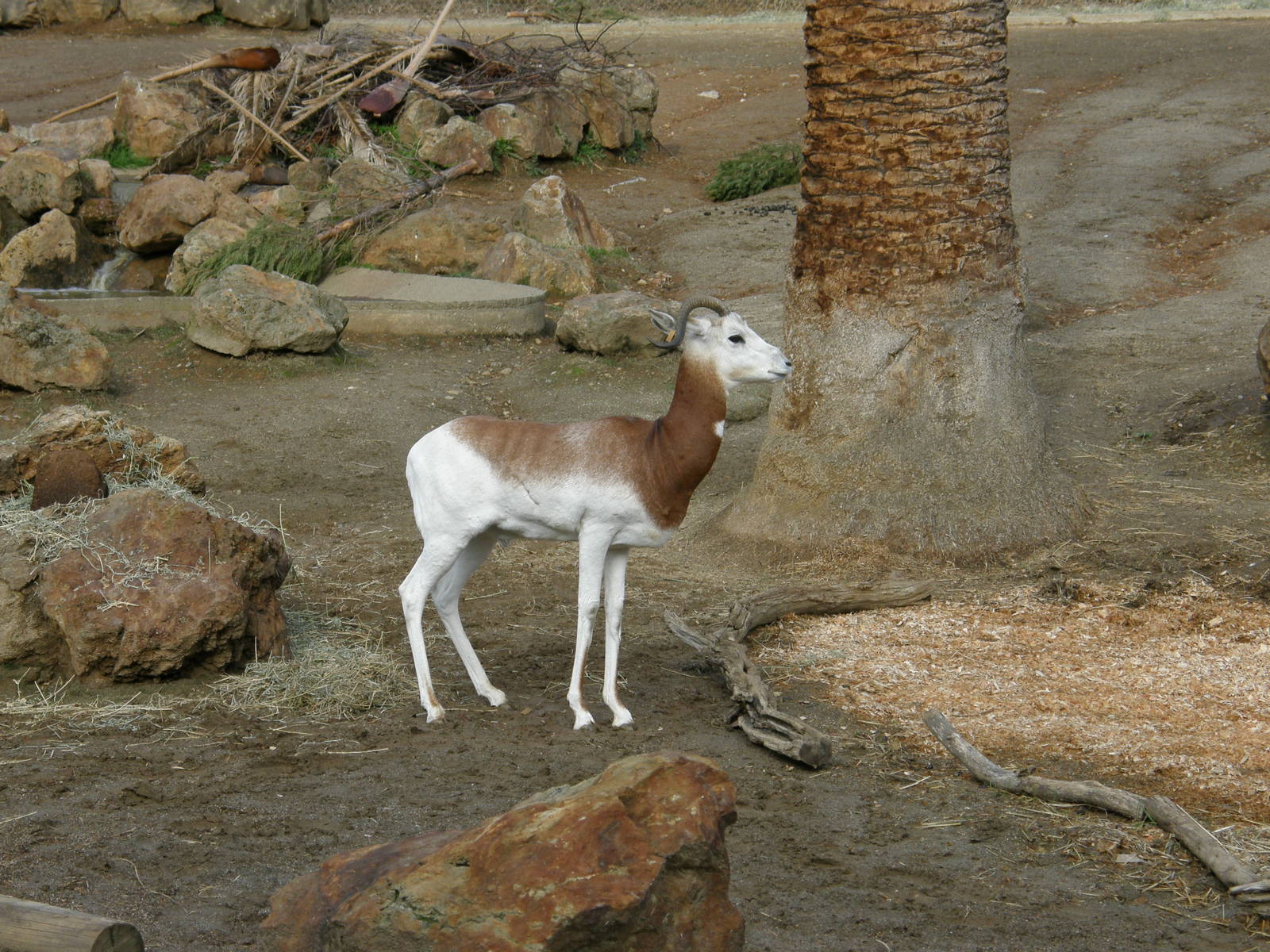 addra gazelle