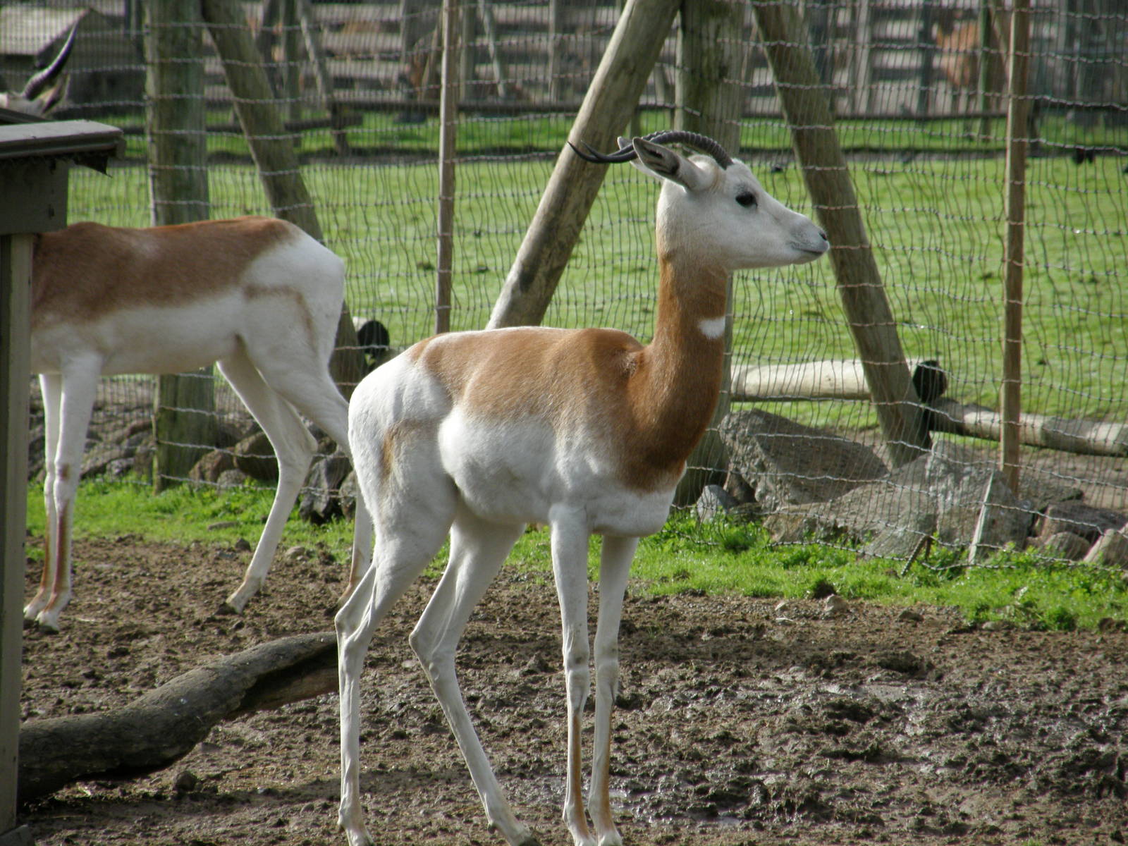 addra gazelle