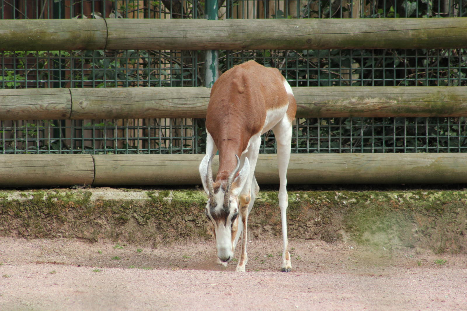 Addra gazelle