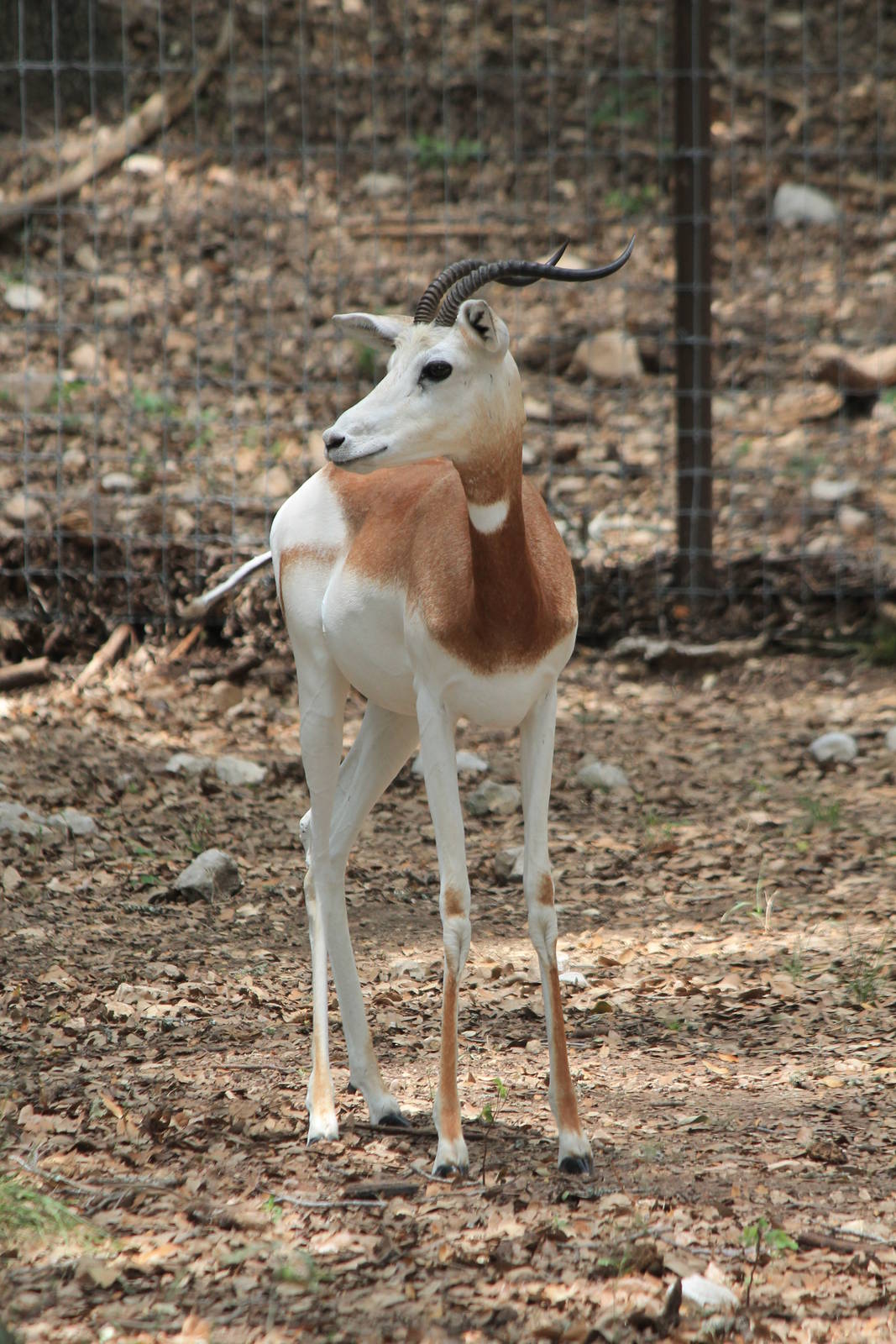 Addra Gazelle