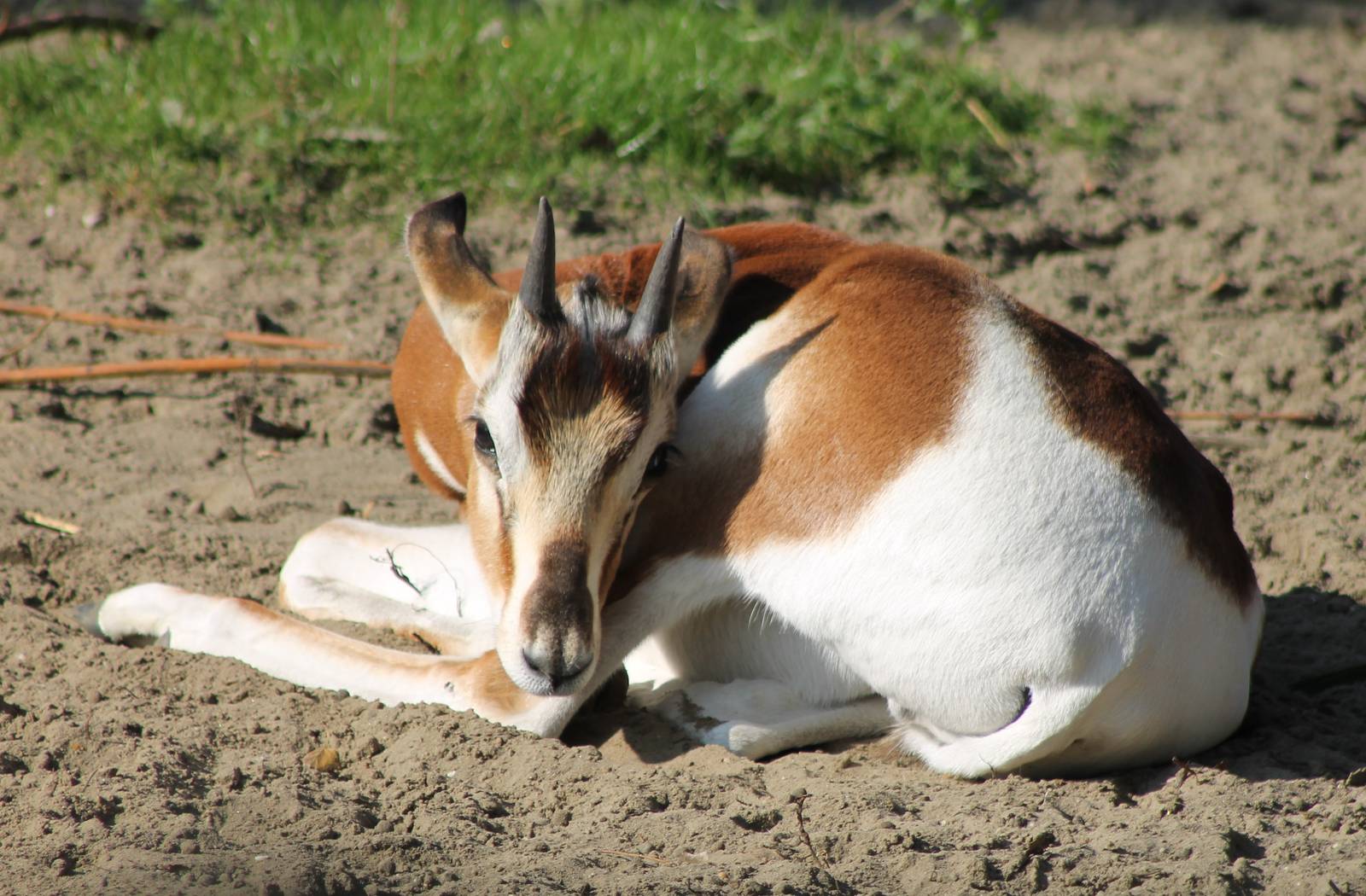 Addra gazelle