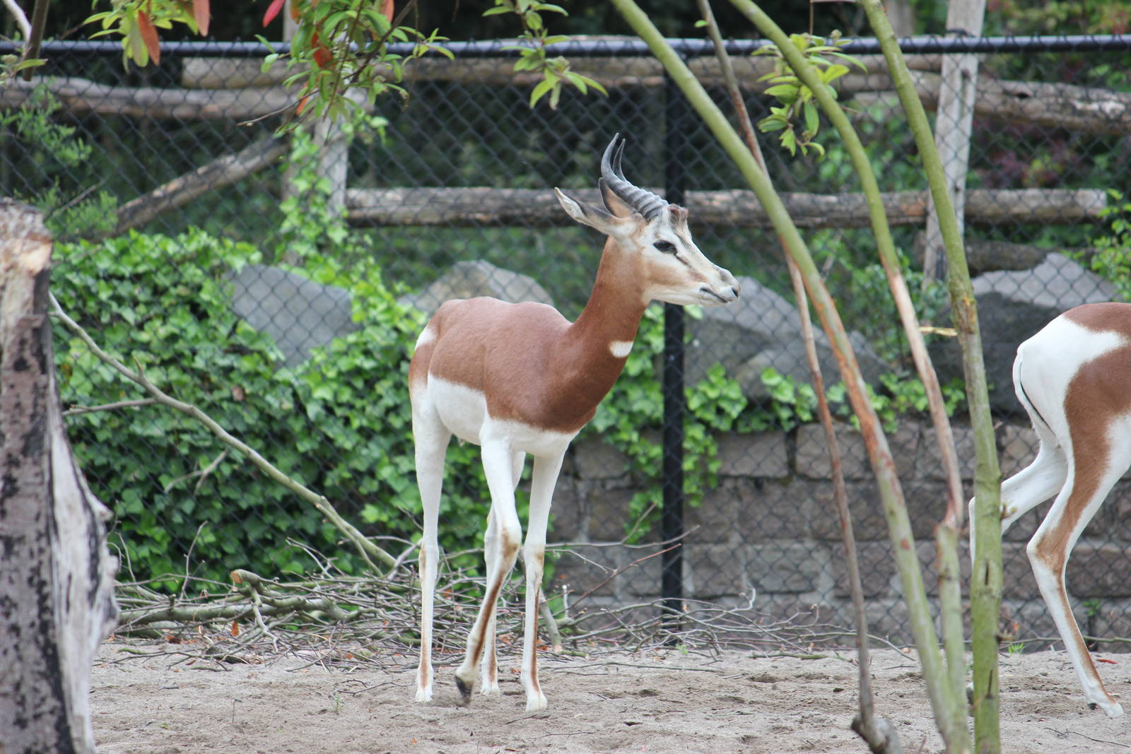 Addra gazelle