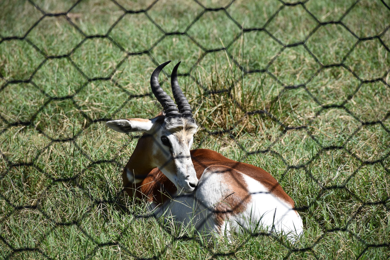 Addra gazelle