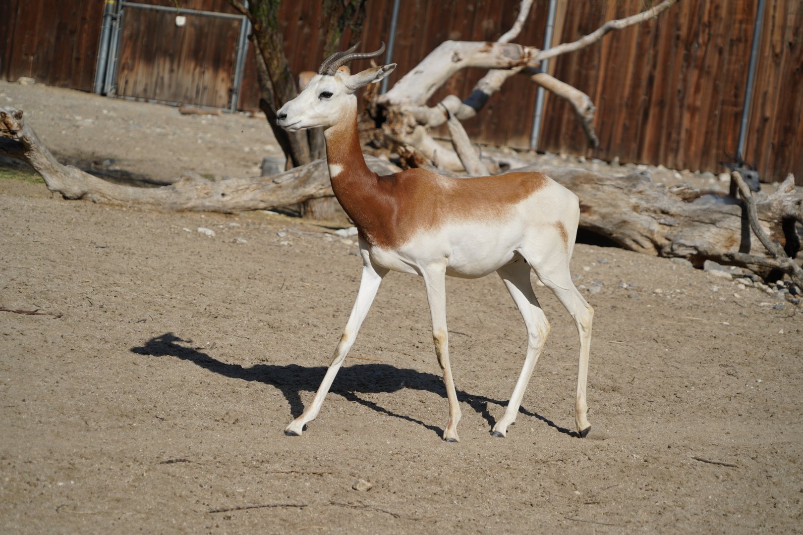 Addra Gazelle