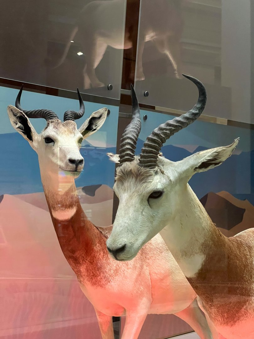 Addra Gazelles Closeup