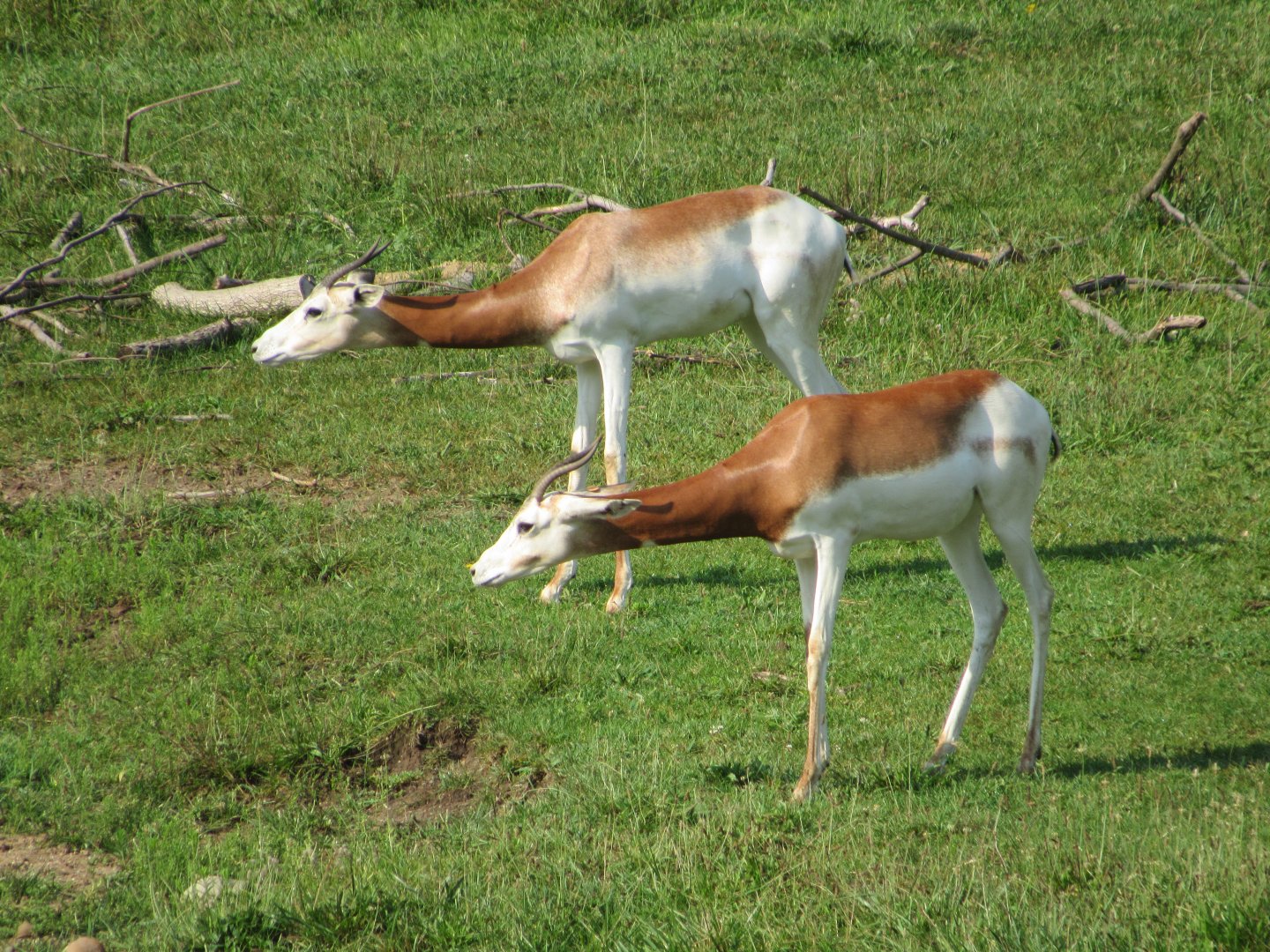 Addra Gazelles curious about the new baby