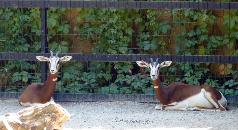 Addra gazelles (Gazella dama mhorr)