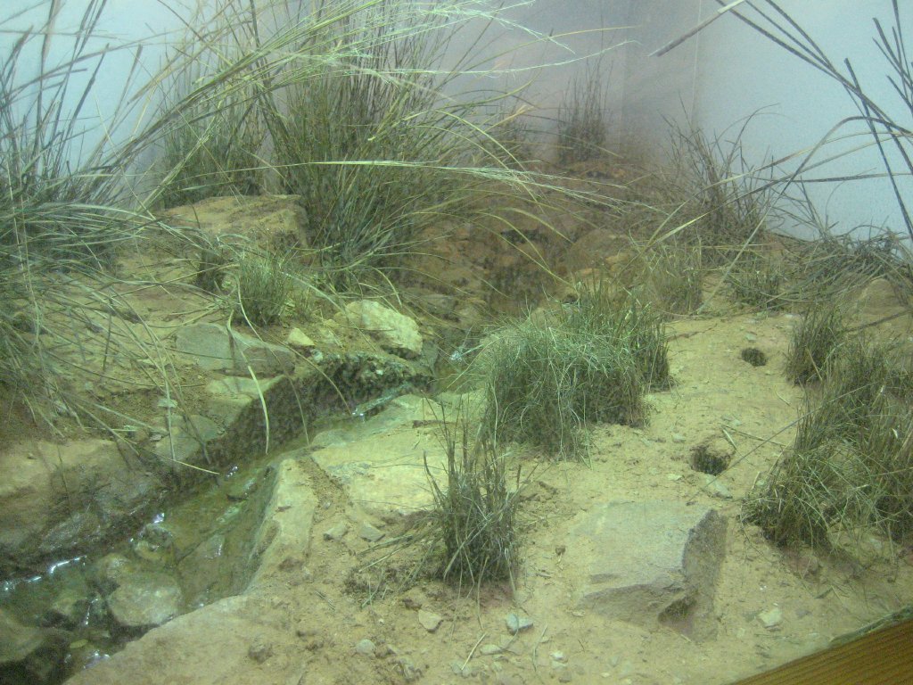 Adelaide Bluetongue Lizard enclosure