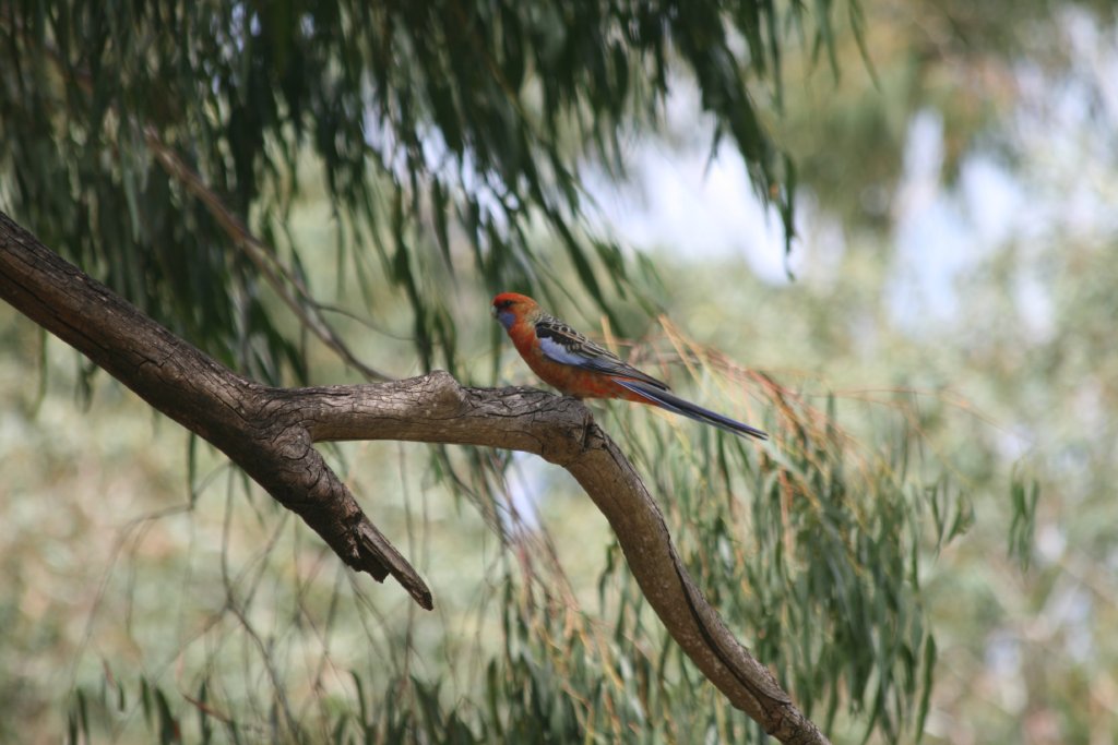 Adelaide Rosella - wild