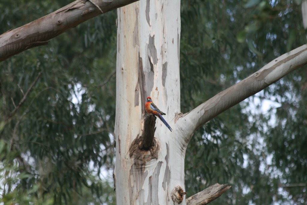 Adelaide Rosella - wild