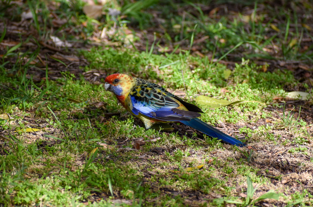 Adelaide Rosella