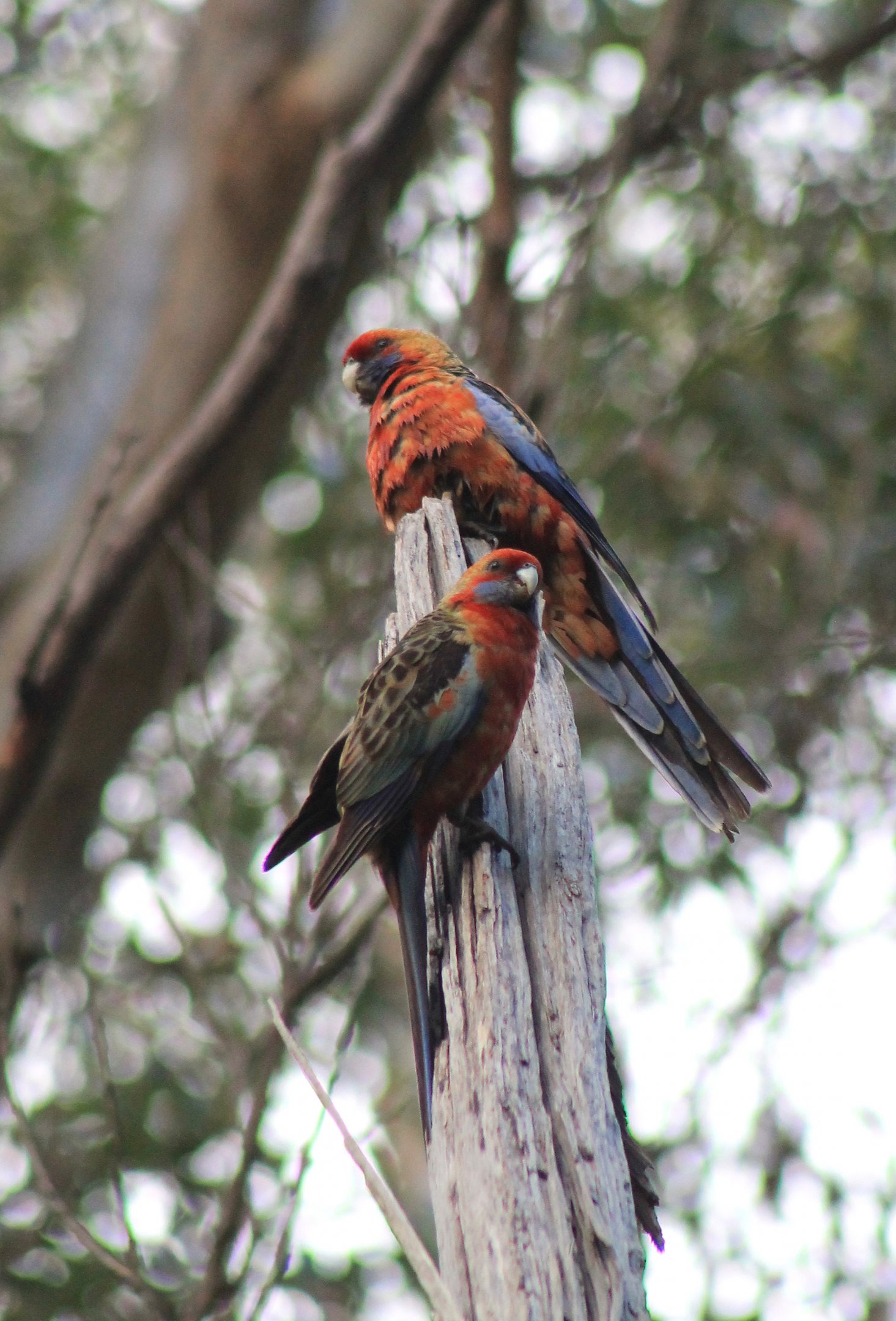 Adelaide Rosellas (Platycercus elegans adelaidae)