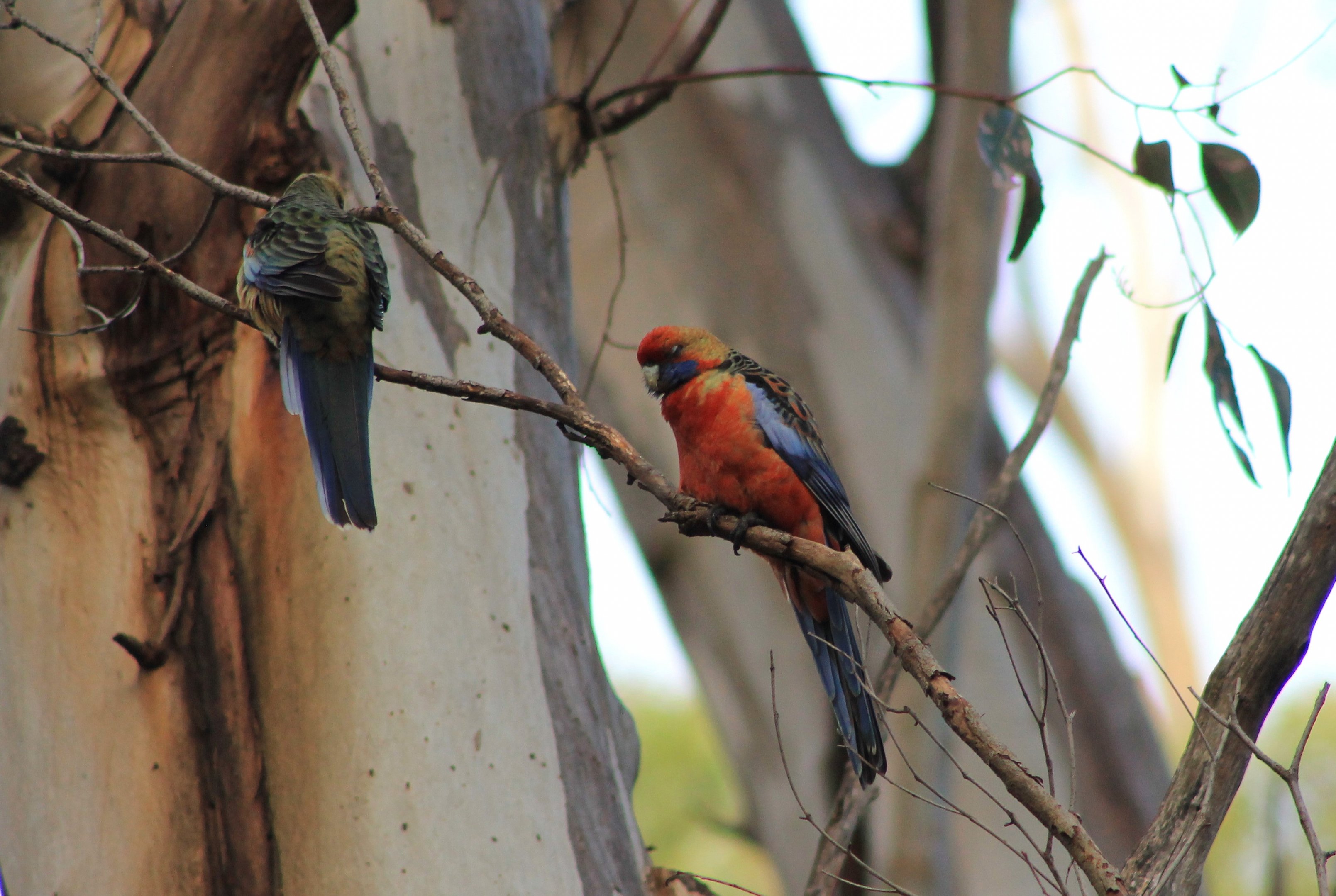 Adelaide Rosellas (Platycercus elegans adelaidae)