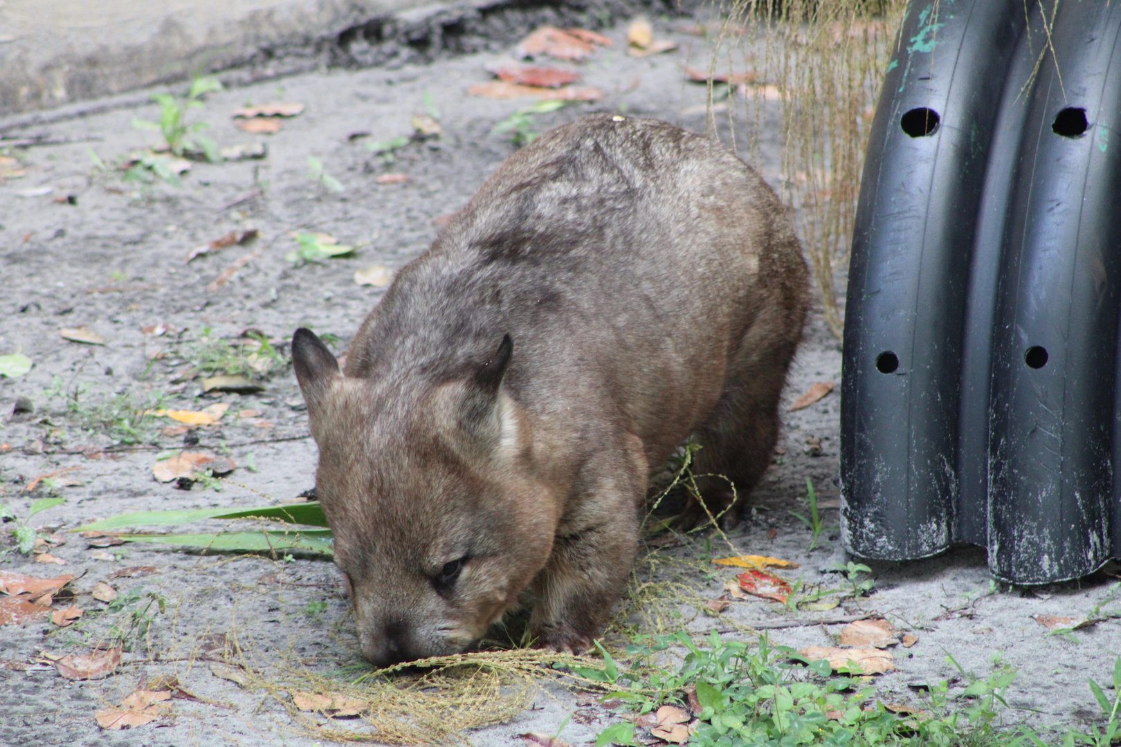 Adelaide the Southern Hairy-Nosed Wombat (Lasiorhinus latifrons)
