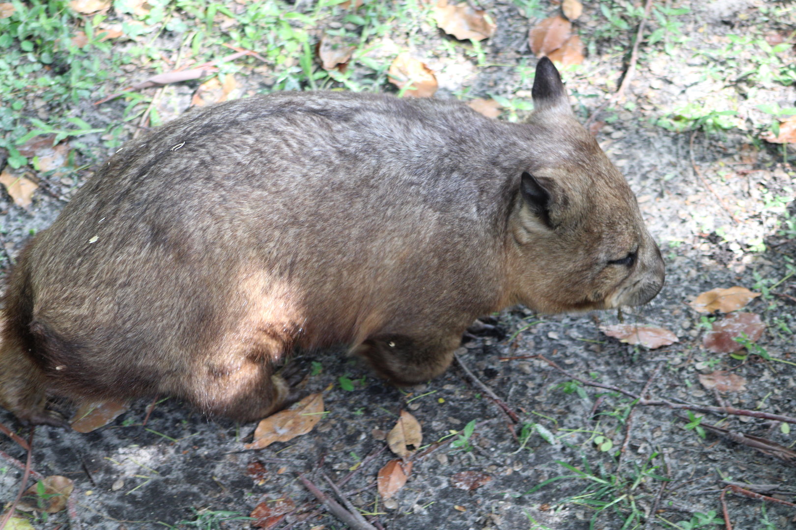 Adelaide the Southern Hairy-Nosed Wombat (Lasiorhinus latifrons)
