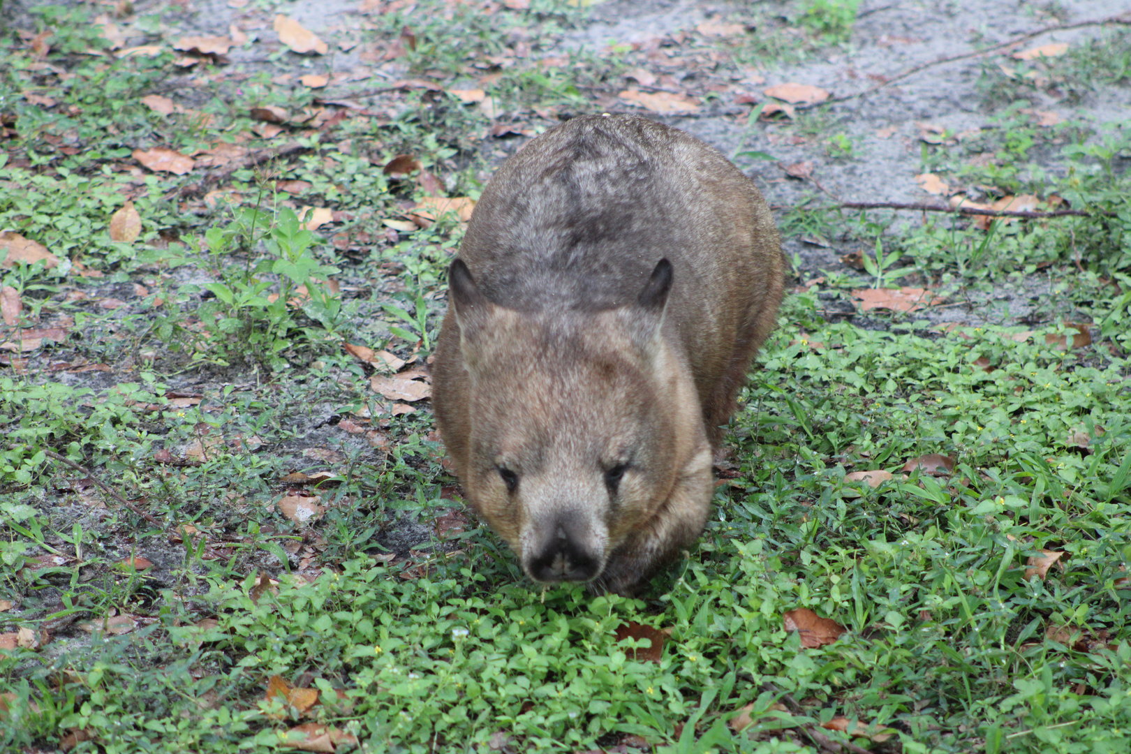 Adelaide the Southern Hairy-Nosed Wombat (Lasiorhinus latifrons)