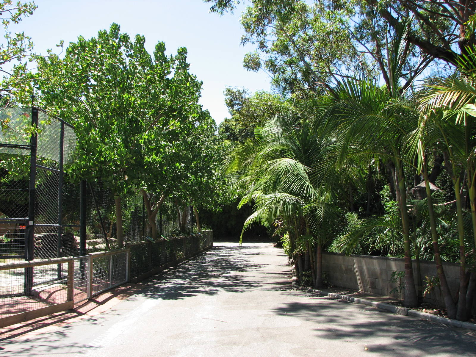 Adelaide Zoo 2008 - African Lion enclosure to the left and Tree Kangaroo ex