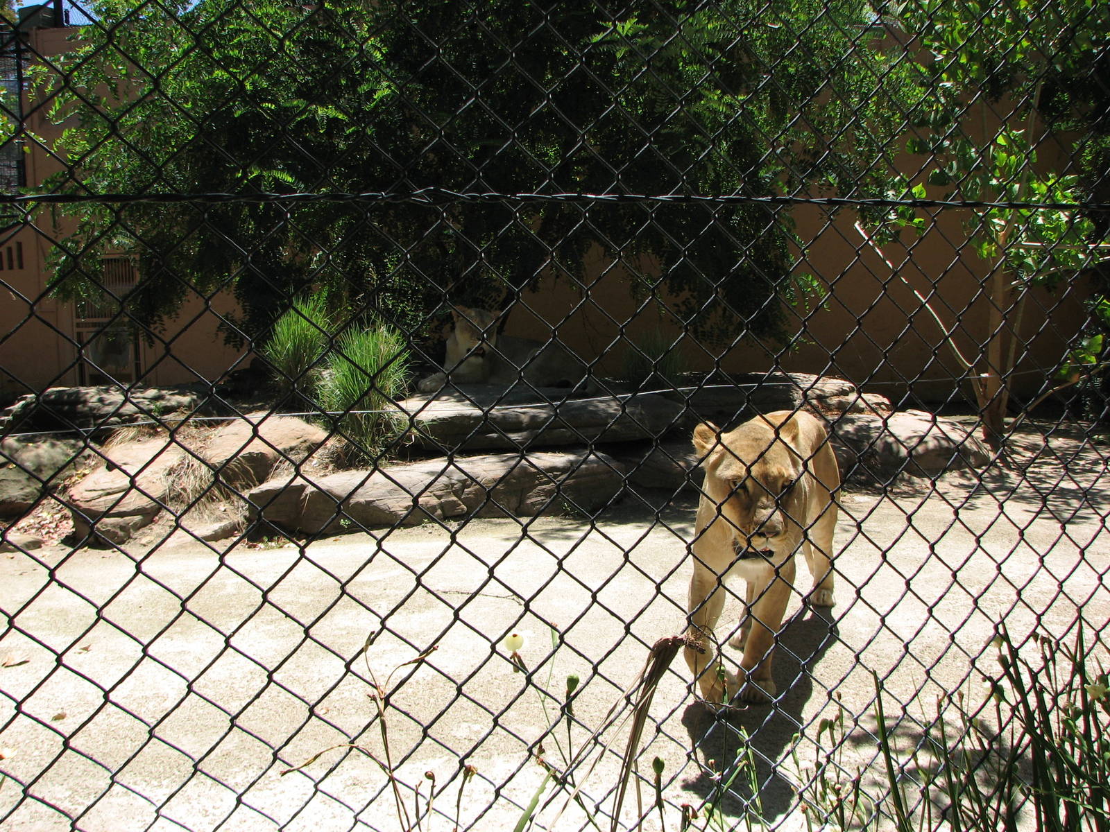 Adelaide Zoo 2008 - African Lionesses