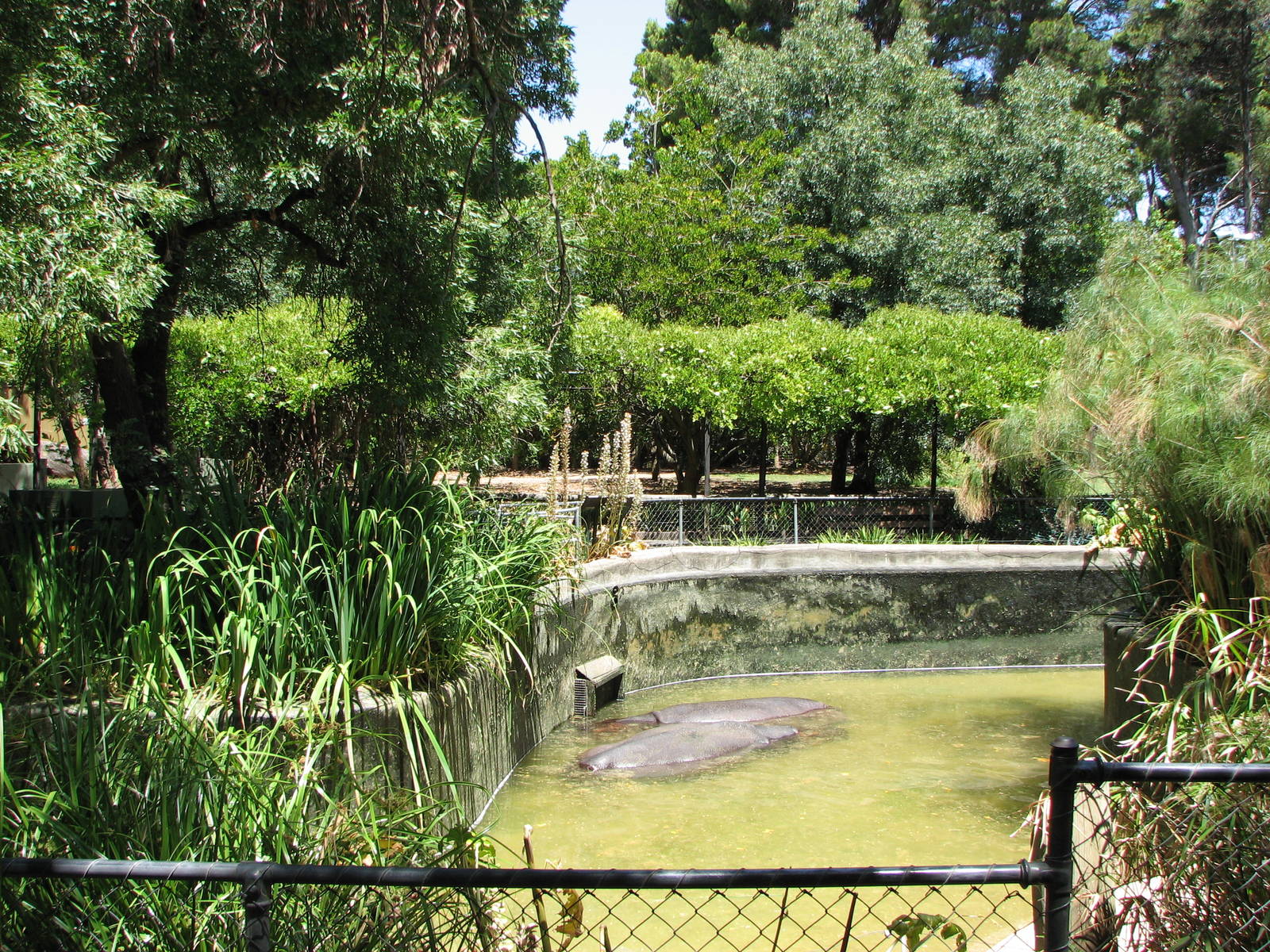Adelaide Zoo 2008 - Another part of the Common Hippopotamus exhibit