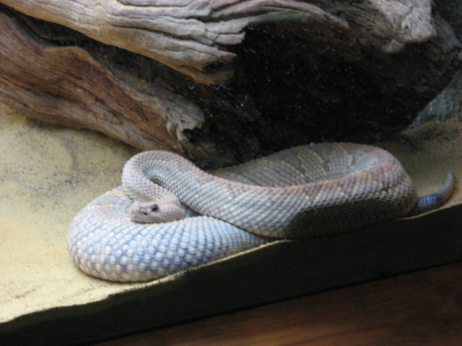 Adelaide Zoo 2008 - Aruba Island Rattlesnake in the Reptile House