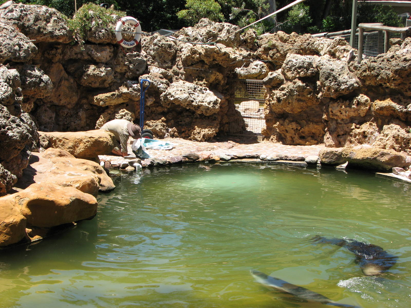 Adelaide Zoo 2008 - Australian Sea Lion exhibit