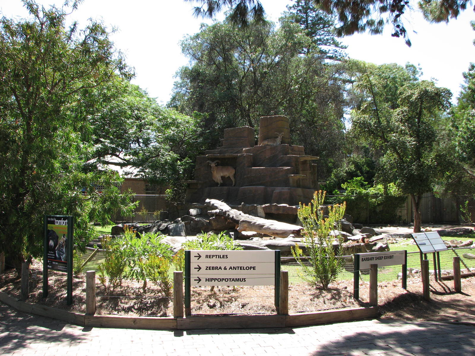 Adelaide Zoo 2008 - Barbary Sheep exhibit