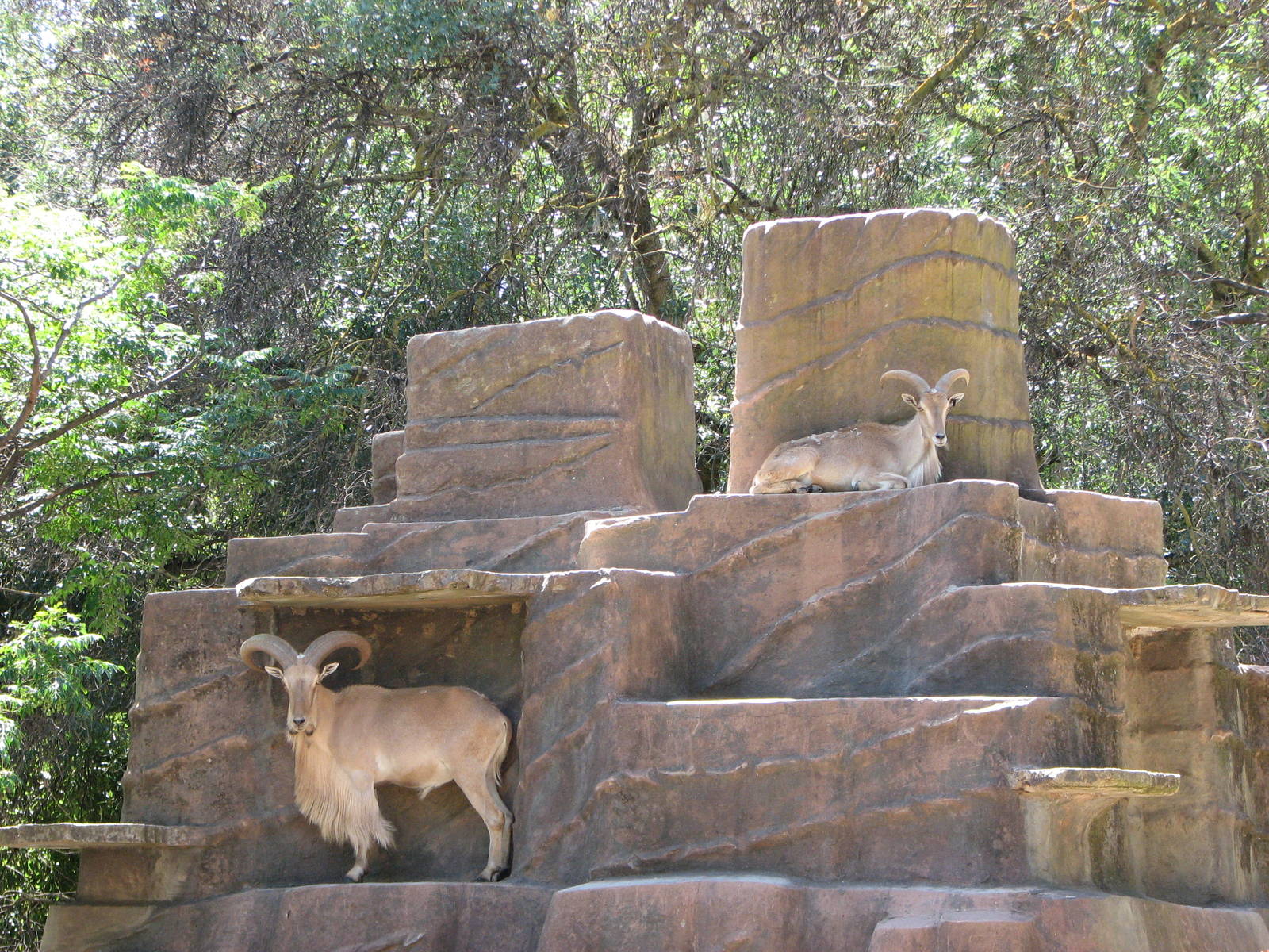 Adelaide Zoo 2008 - Barbary Sheep on the rock