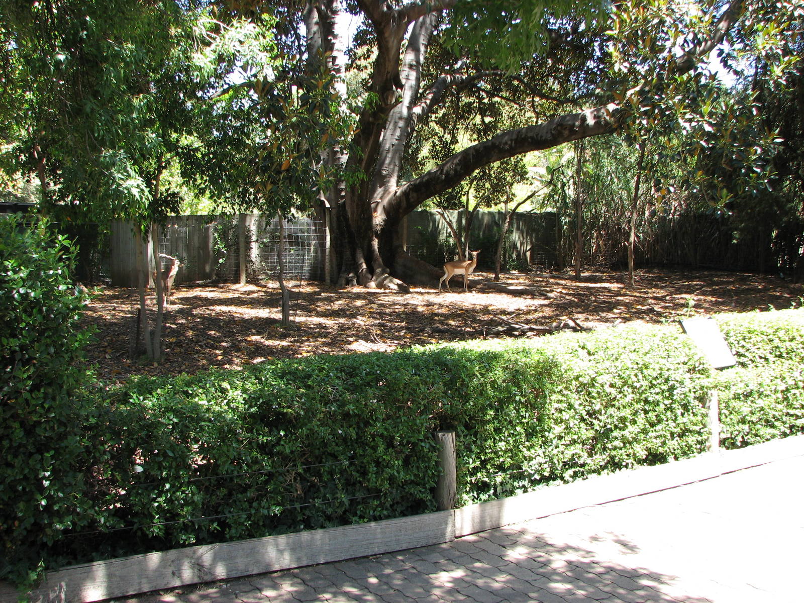 Adelaide Zoo 2008 - Blackbuck exhibit