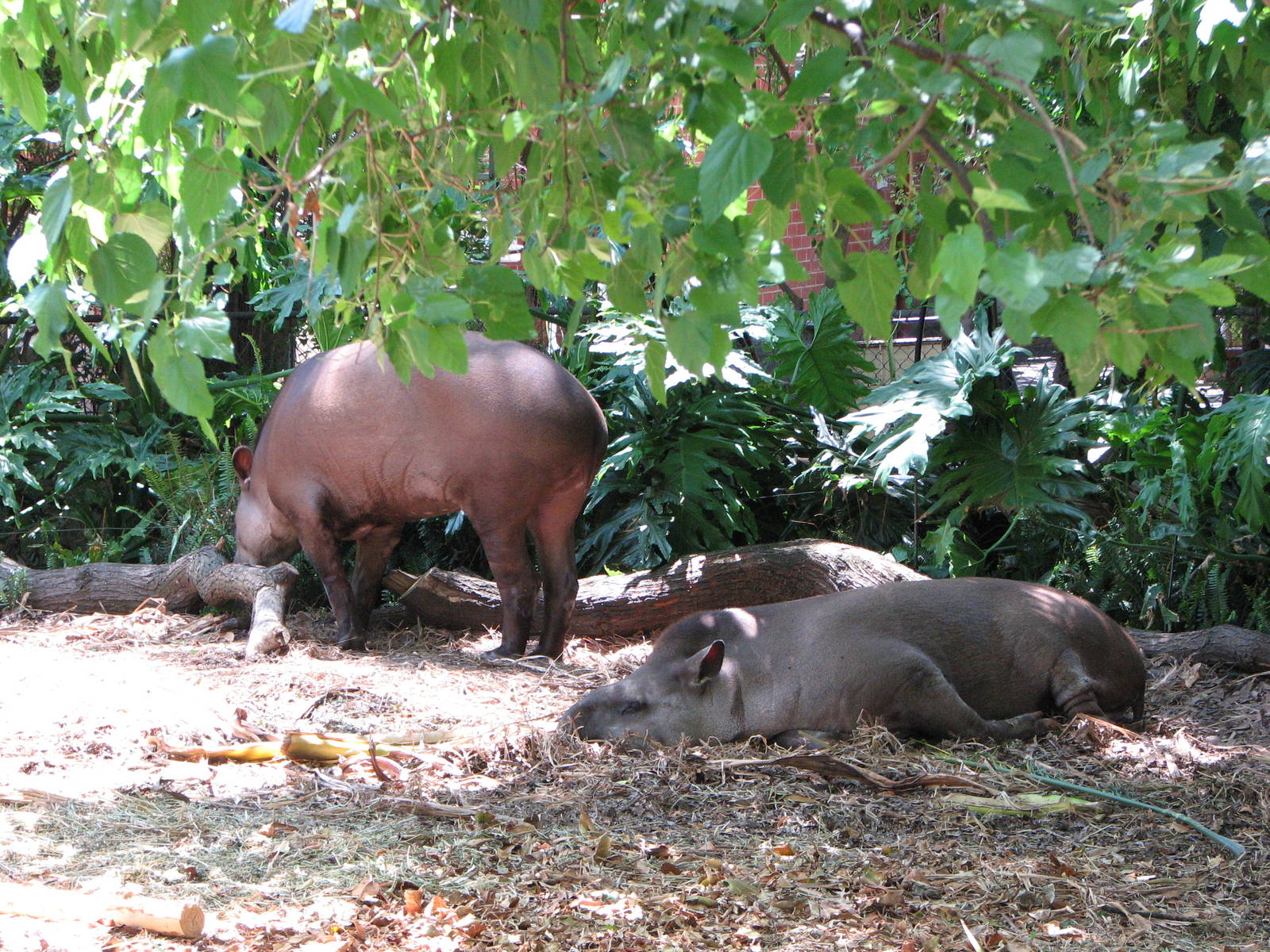 Adelaide Zoo 2008 - Brazilian Tapirs