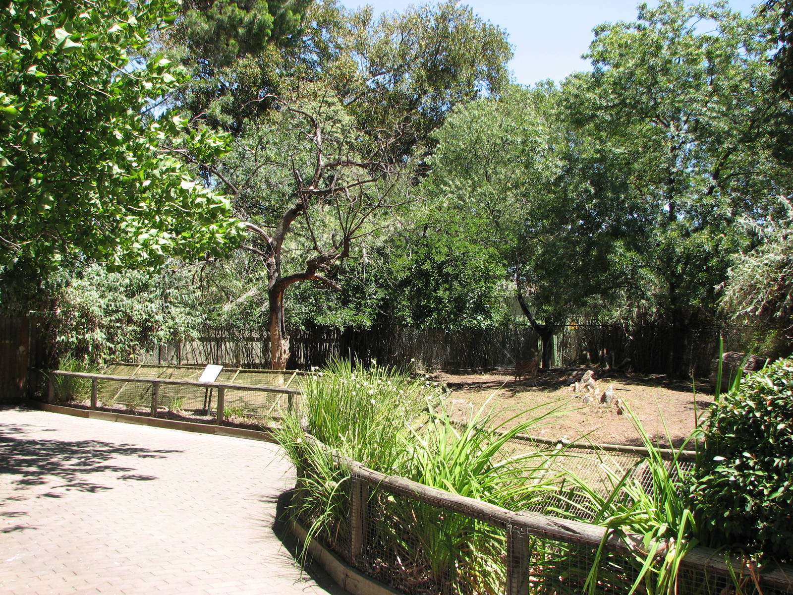 Adelaide Zoo 2008 - Chital Deer exhibit