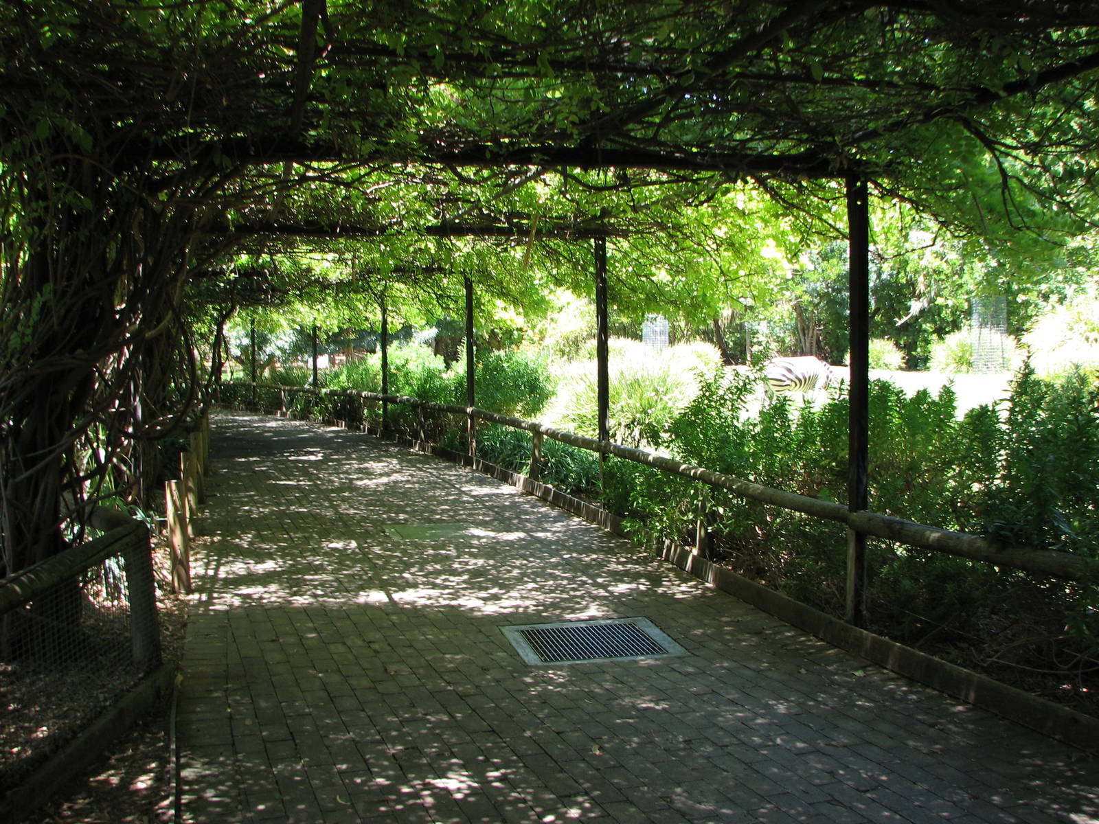 Adelaide Zoo 2008 - Covered pathway alongside the ungulate exhibits