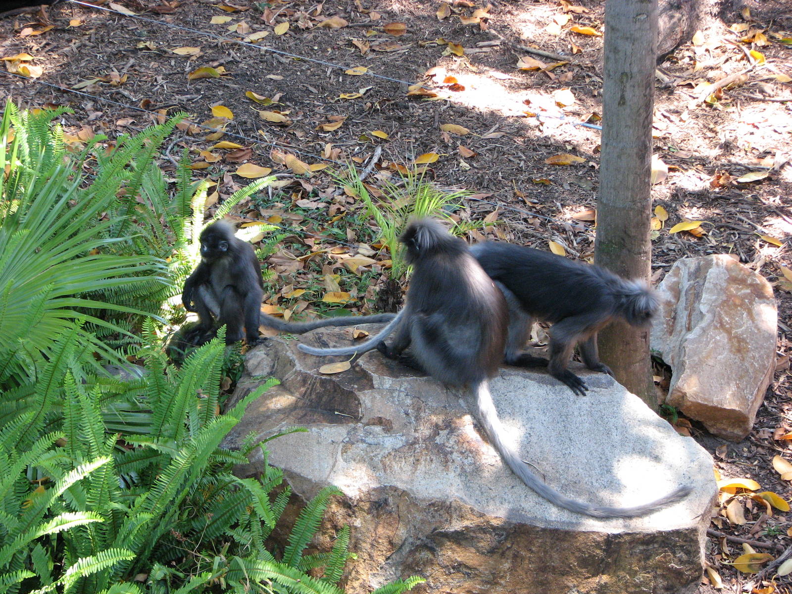 Adelaide Zoo 2008 - Dusky Leaf Monkeys in the Malayan Tapir exhibit