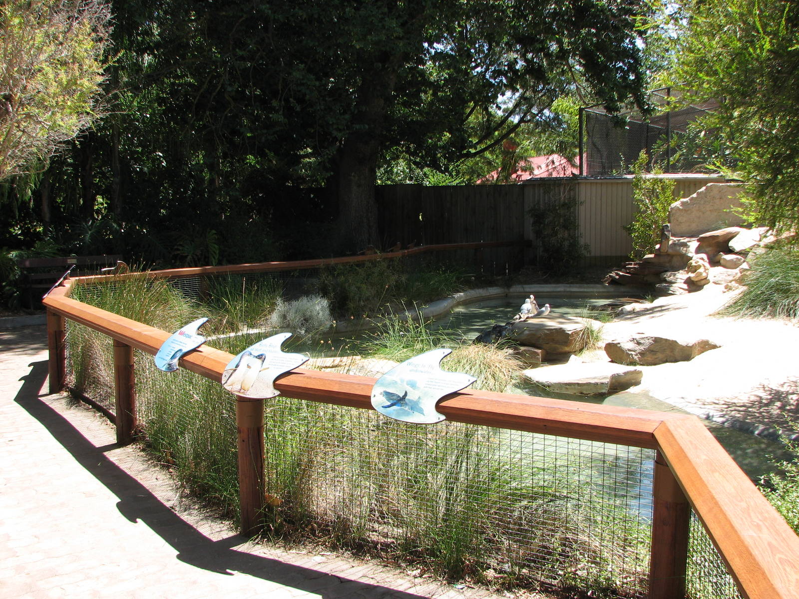Adelaide Zoo 2008 - Fairy Penguin exhibit