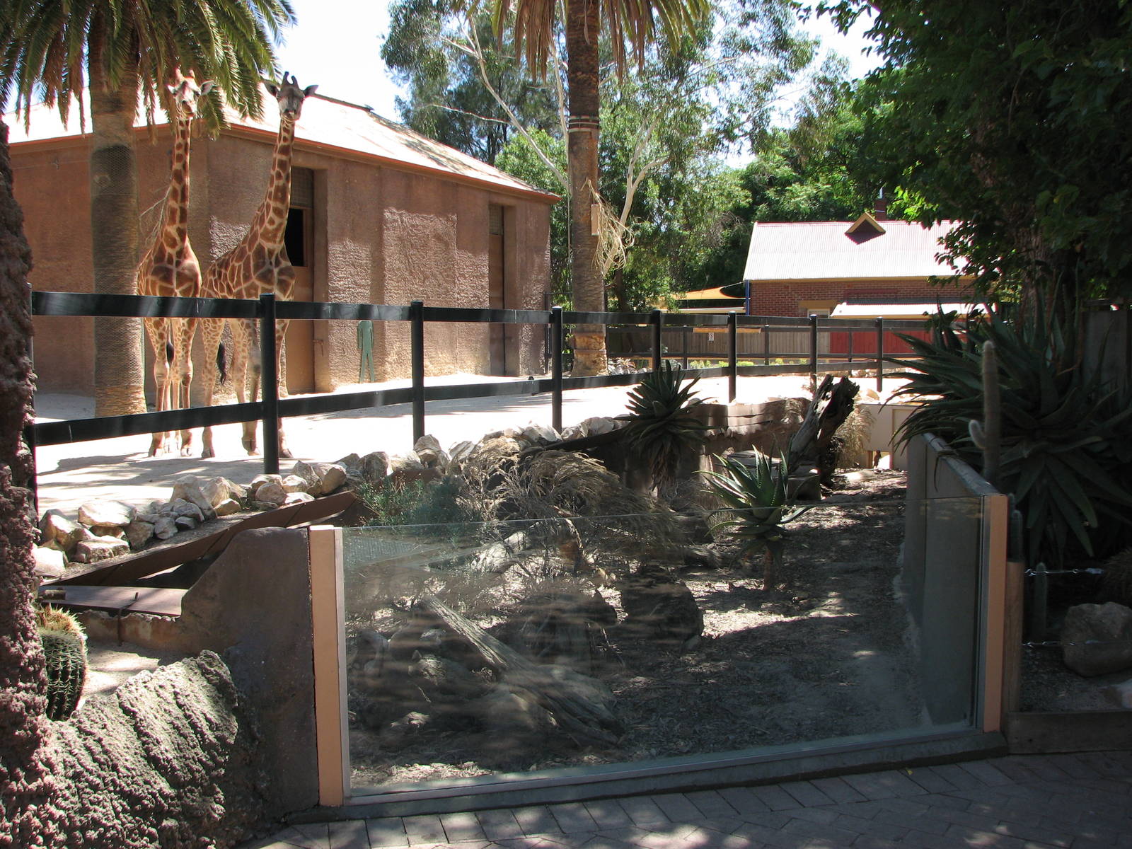 Adelaide Zoo 2008 - Giraffe and Meerkat exhibits