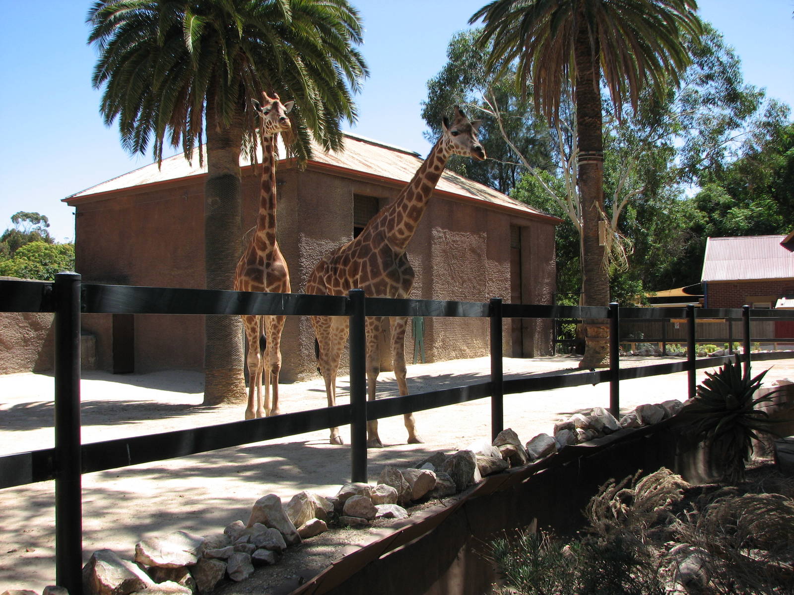 Adelaide Zoo 2008 - Giraffe exhibit
