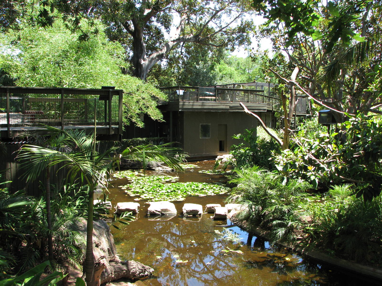 Adelaide Zoo 2008 - Mixed White-Cheeked Gibbon and Siamang exhibit
