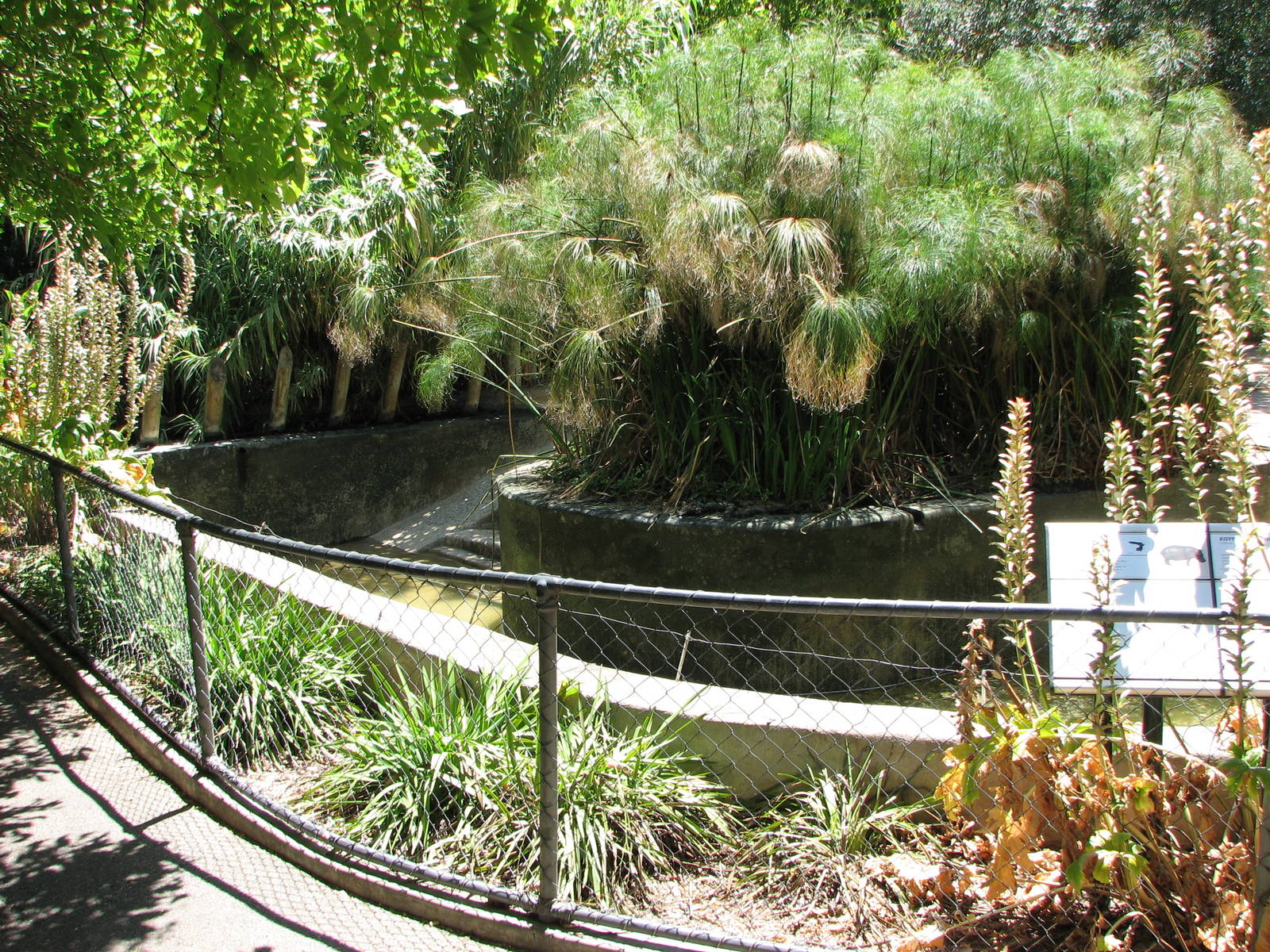 Adelaide Zoo 2008 - Part of the Common Hippopotamus exhibit