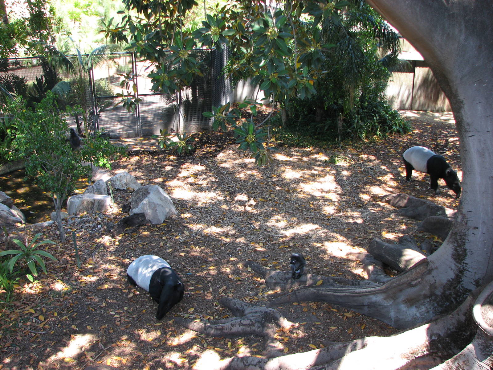 Adelaide Zoo 2008 - Part of the fine Malayan Tapir exhibit
