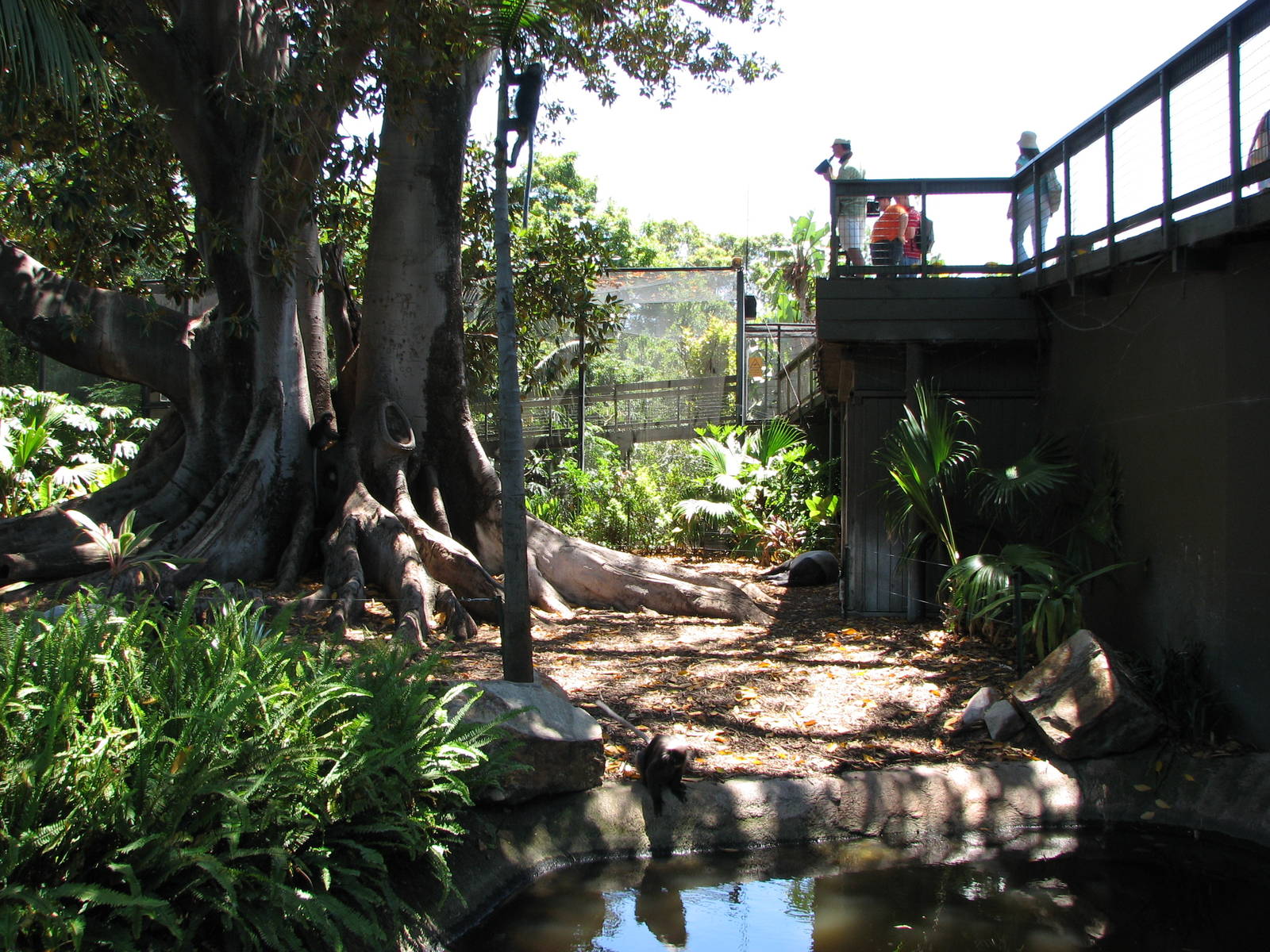 Adelaide Zoo 2008 - Part of the fine Malayan Tapir exhibit